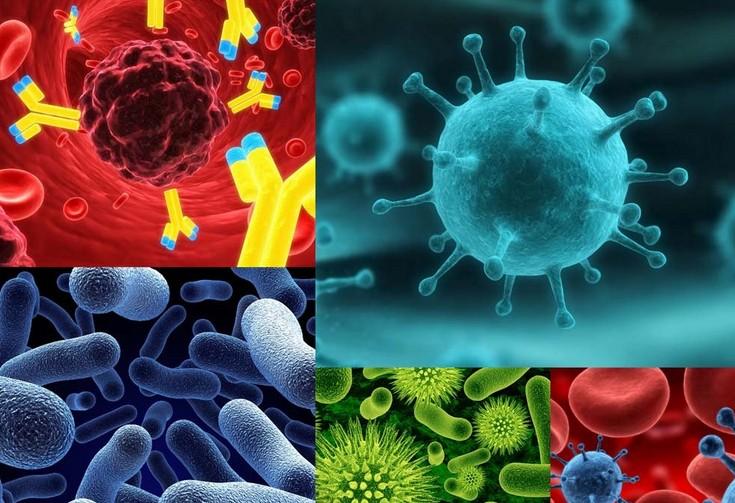 原位杂交技术的基本流程有哪些？