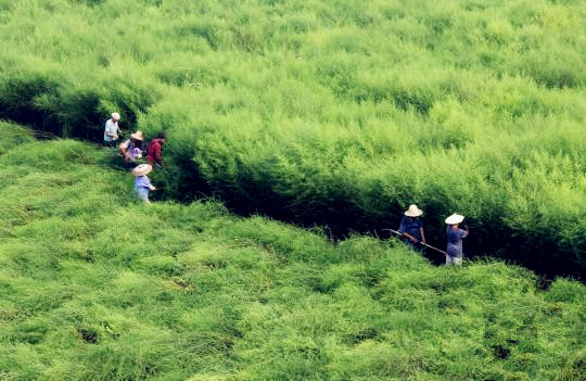 国内青蒿素产业现状：难觅国内药企身影