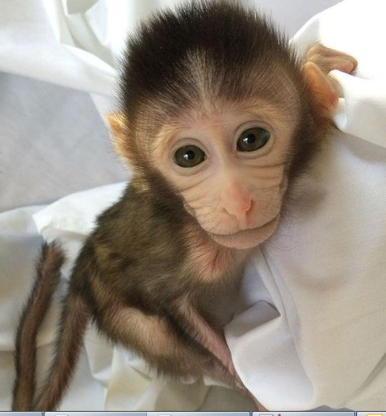 转基因猴成攻克自闭症利剑，首个非人灵长类自闭症模型建立