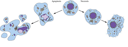 不朽情缘mg官网细胞凋亡检测不朽情缘mg官网