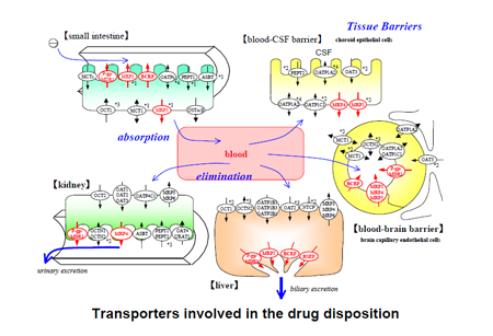 药物转运体在药物吸收、分布、代谢、排泄中的作用