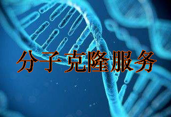 分子克隆不朽情缘mg官网