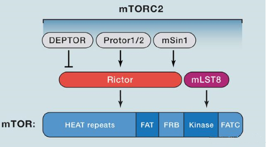 mTORC2的组成蛋白主要有Rictor、mSin1、mSLT8和Protor等