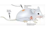 围观:临床前小鼠模型如何。
