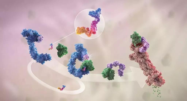 蛋白降解剂（多色）结合了1个靶蛋白（绿色）和1个E3泛素连接酶（蓝色），驱动基于蛋白酶体（橙色）的靶蛋白泛素化（紫色）和降解。