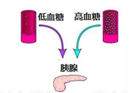 调节血糖稳态，GK负重前行