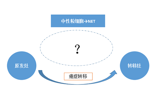 NET可能会通过某些方式“捕获”或“唤醒”癌细胞，从而造成癌细胞的迁移。
