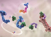 LYTAC出世，与PROTAC并肩作战针对不可成药的靶点