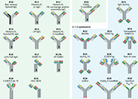 【云回顾】理论、法规、实践，三位一体讲解双抗的生物分析