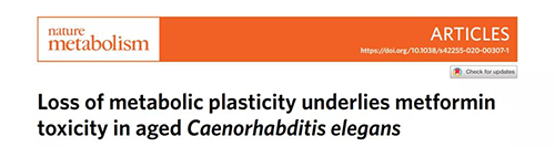 在线虫和人类原代细胞中，当在其寿命晚期提供二甲双胍时，二甲双胍会缩短寿命，这与二甲双胍在年轻生物体中的积极作用相反。