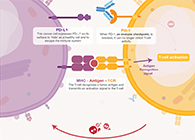 饿了吗？饿一饿原来可以辅助PD-1抑制剂肿瘤免疫治疗