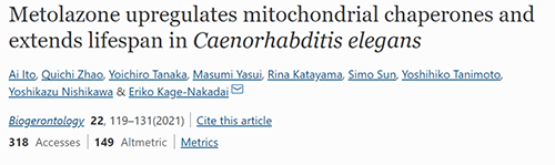 来自日本大阪市立大学的科学家搜索了现有药物的化学“文库”，他们发现一种名为美托拉宗的抗高血压药可延长秀丽隐杆线虫的寿命，标志着抗衰老药物开发的第一步