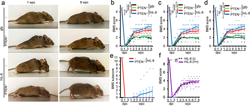 Hyper-IL-6促进功能恢复(来源：Nature)