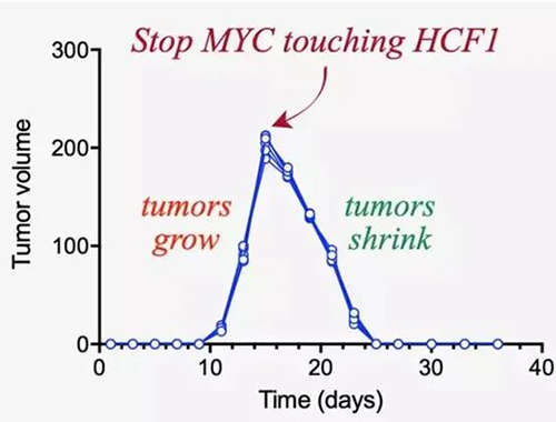 可以“融化”肿瘤的蛋白质，你一定没有听说过！