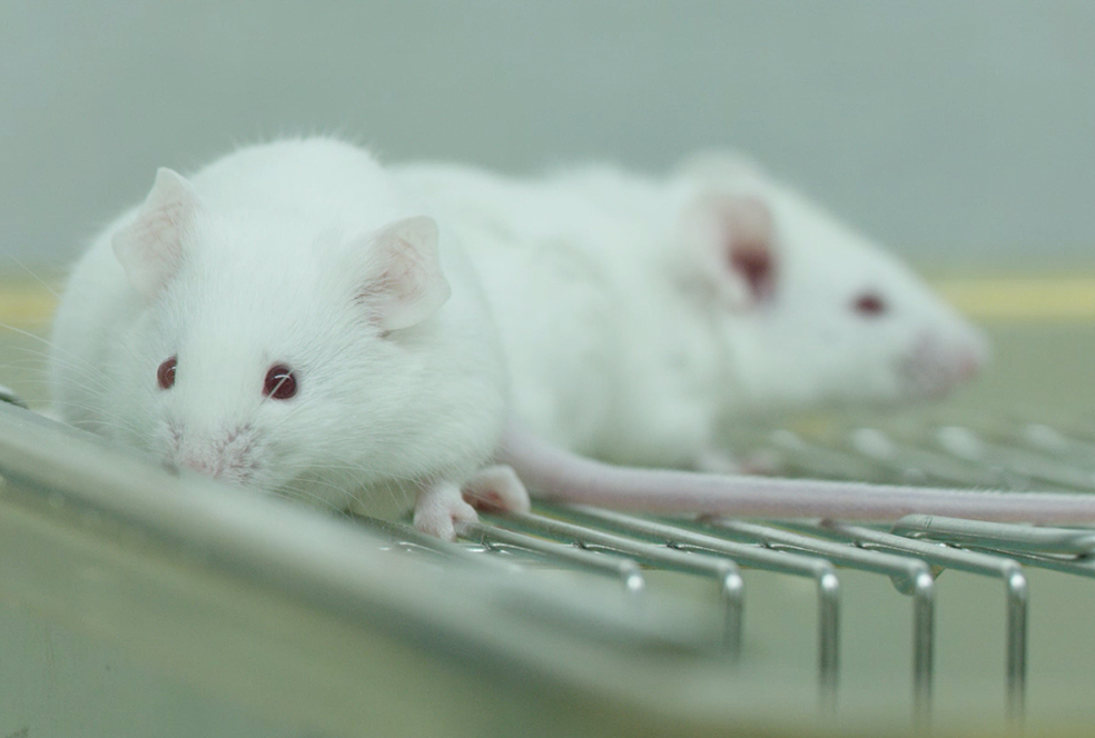 带你了解不朽情缘mg官网临床前研究服务 