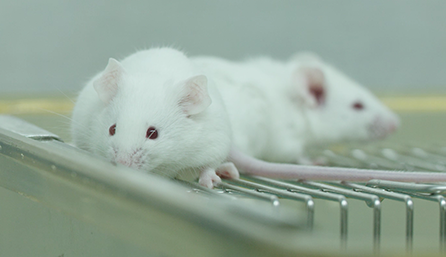 不朽情缘mg官网临床前研究-药效学、药代动力学和临床前研究服务