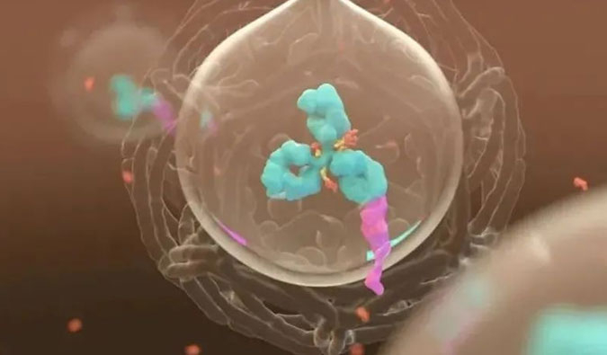 美研 | ADC，为靶向给药而精准深耕