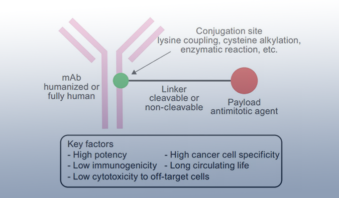 ADC药物：迎接市场热潮，攻破研发壁垒