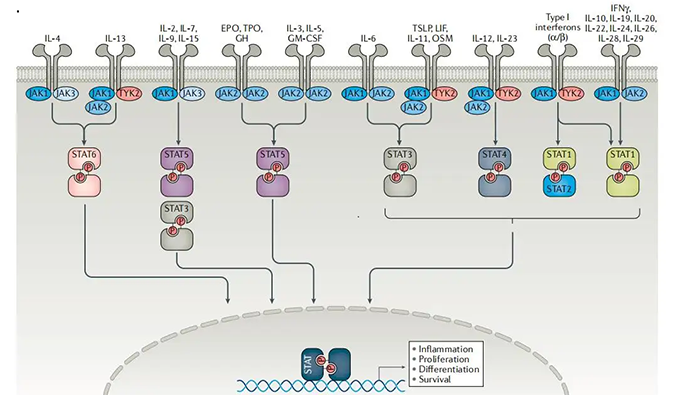 精准建模，把握解开自身免疫性疾病治疗研究的钥匙