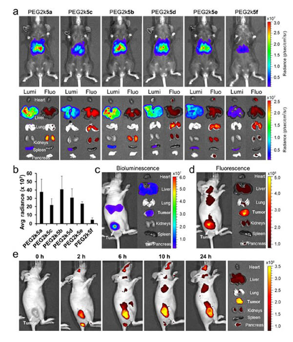 递送和NIR影像，Luc mRNA; Ⅳ and intra-tumoral.jpg