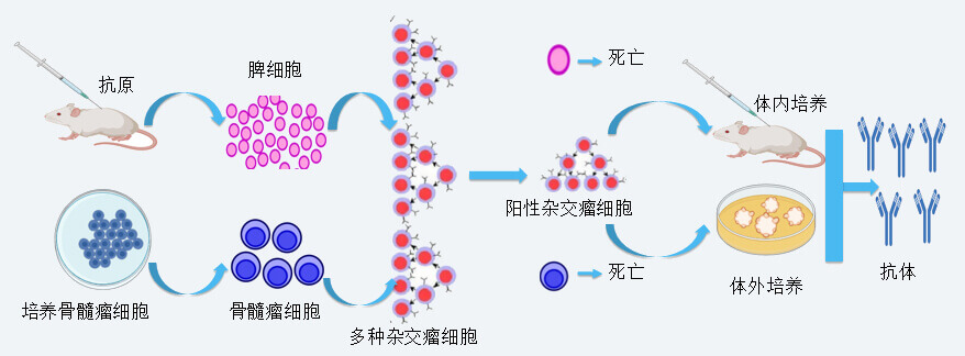 不朽情缘mg官网抗体开发技术