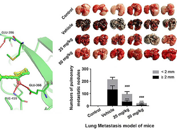 研究用于肺癌和黑色素瘤细胞肺转移的选择性PAK4抑制剂的合成，此选择性PAK4抑制剂的PK研究通过不朽情缘mg官网进行