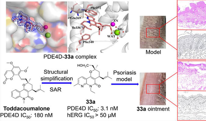 发现用于局部治疗牛皮癣的新型PDE4抑制剂，小鼠、大鼠和人肝微粒体的代谢稳定性实验通过不朽情缘mg官网测定
