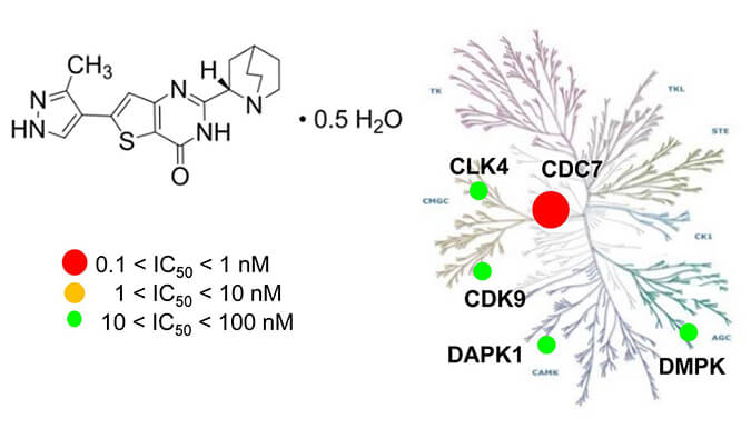 TAK-931是一种高特异性CDC7抑制剂，具有抗肿瘤功效，本研究中体内药效实验通过不朽情缘mg官网进行
