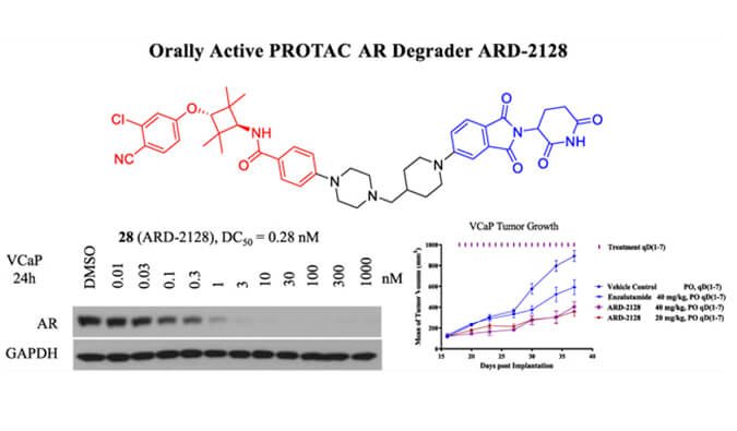 ARD-2128是一种PROTAC AR降解剂，具有出色的血浆和微粒体稳定性，本研究中体外稳定性和PK研究通过不朽情缘mg官网进行