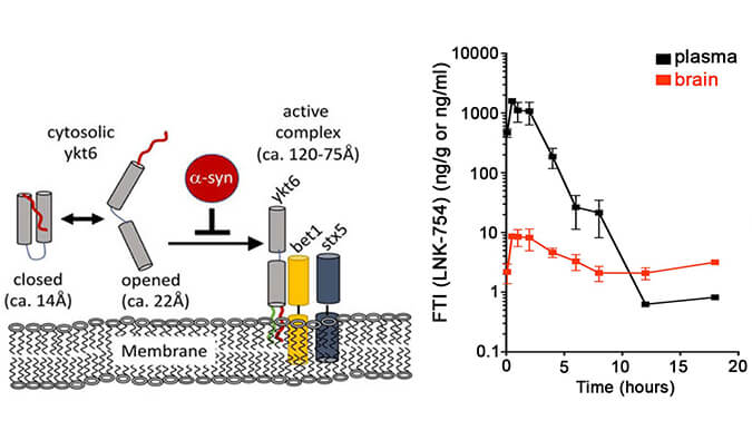 法尼基转移酶抑制剂LNK-754单次口服后即可快速穿过血脑屏障，本研究中PK分析通过不朽情缘mg官网进行