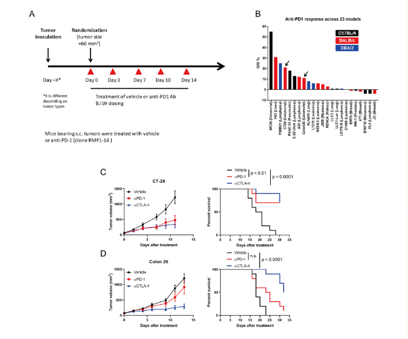 免疫检查点阻断疗法改变了癌症治疗的范式，此研究中通过不朽情缘mg官网在23 个同源肿瘤模型中进行了抗PD-1抗体的体内研究