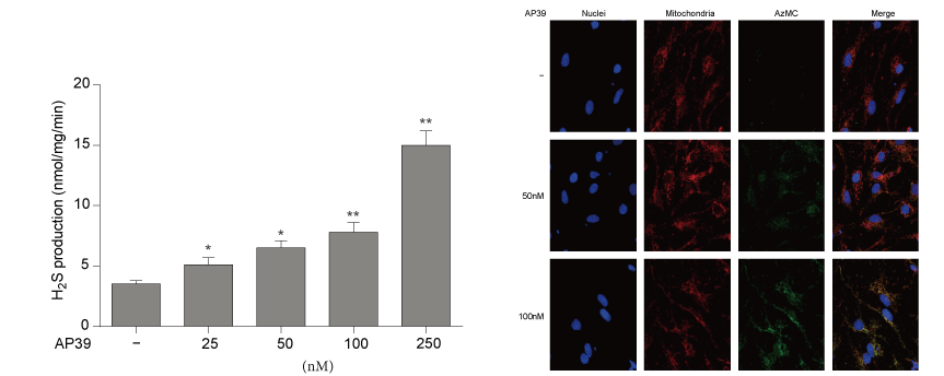 AP39是一种新合成的线粒体靶向的H2S供体，本研究中AP39通过不朽情缘mg官网设计和合成