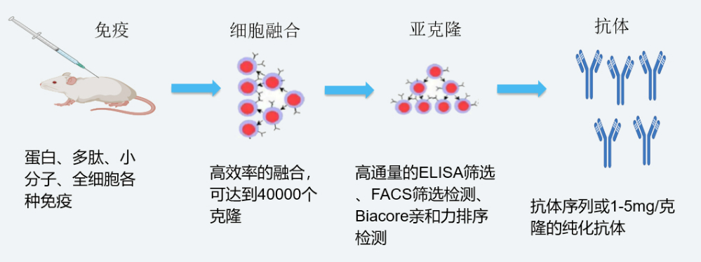 不朽情缘mg官网杂交瘤技术平台开发流程