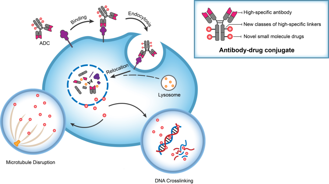 不朽情缘mg官网助力 | 华奥泰靶向CD73的ADC在美国获批临床