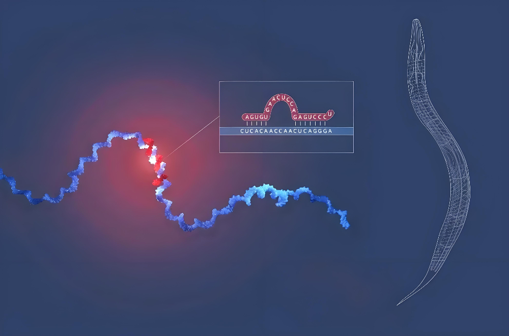 miRNA成诺贝尔奖明星分子，不朽情缘mg官网正全速赋能核酸药物研发