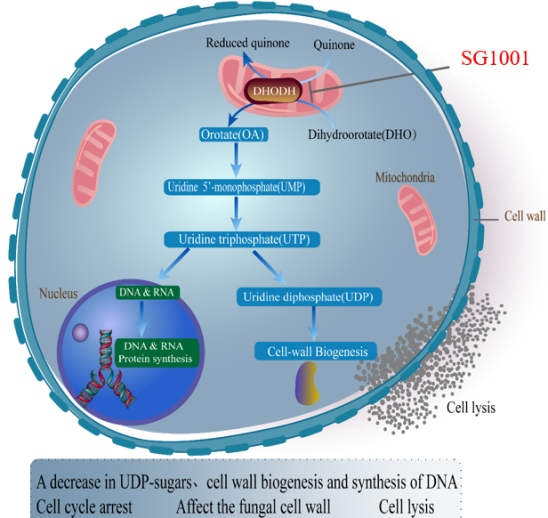 不朽情缘mg官网：叵楦锎葱乱㏒G1001完成首例受试者给药
