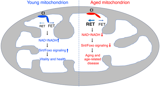 特异性RET抑制剂CPT可改善阿尔茨海默。狙芯恐蠧PT由不朽情缘mg官网化学部门合成