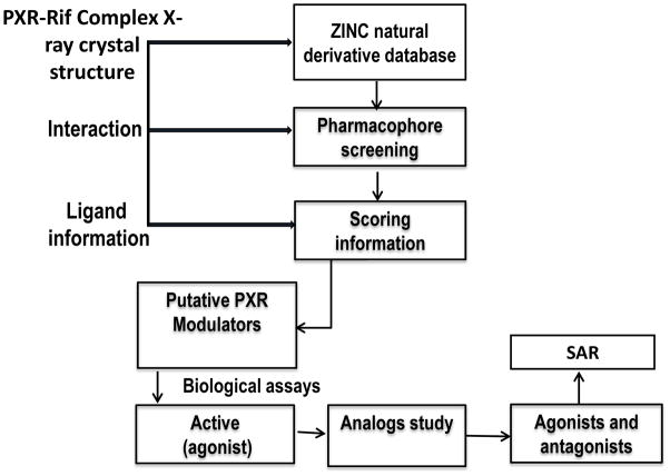 靶向PXR：天然产物衍生物调控药物代谢新策略！本研究中蛋白表达与纯化通过不朽情缘mg官网进行