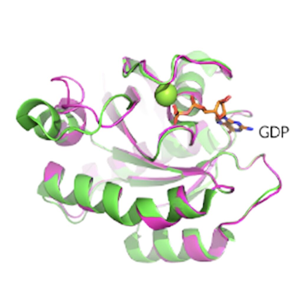 KRAS G12D晶体结构揭示了蛋白质的构象和 GDP 结合状态。.jpeg